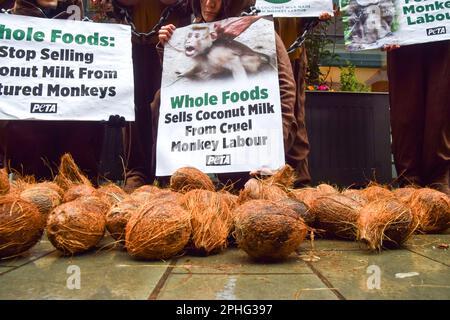 Ein Aktivist hält ein Plakat, auf dem Whole Foods beschuldigt wird, Kokosmilch "von grausamen affenarbeitern" neben einem Haufen Kokosnüsse während des Protests zu verkaufen. PETA-Aktivisten (People for the Ethical Treatment of Animals), die als Ketten verkleidete Affen verkleidet waren, veranstalteten vor dem Whole Foods Market in der Nähe des Piccadilly Circus eine Demonstration, um gegen die Supermarktkette zu protestieren, die Kokosmilch aus Thailand verkaufte. Laut PETA haben ihre Untersuchungen ergeben, dass Affen, die in freier Wildbahn entführt und gezwungen wurden, Kokosnüsse für kommerzielle Zwecke zu pflücken, systematisch verwendet werden. Stockfoto