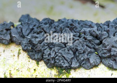 Nahaufnahme von Black Jelly Pilz, Exidia Nigricans auf totem Stamm einer Birke Stockfoto