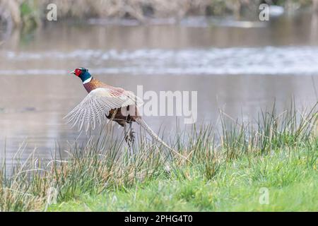 Nahaufnahme von lauten kreischenden bunten Flügeln auf Fasanenhahn, Phasianus colchicus, mit gespreizten Flügeln und ausgestreckten Beinen mit langem Schwanz Stockfoto