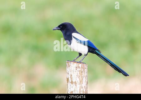 Nahaufnahme von Magpie, Pica pica, die auf einer Stange vor einem weichen, grünen, verschwommenen Hintergrund fliegt Stockfoto