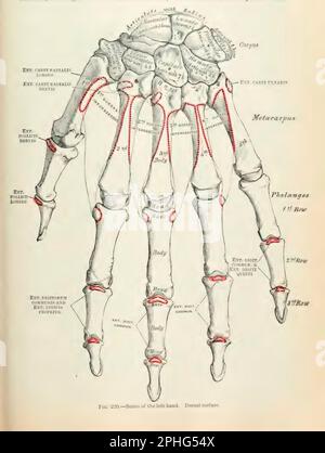 Anatomie des menschlichen Körpers, geschrieben von Henry Gray, illustriert von Henry Vandyke Carter. Abb. 220 Knochen der linken Hand. Dorsale Oberfläche. Stockfoto