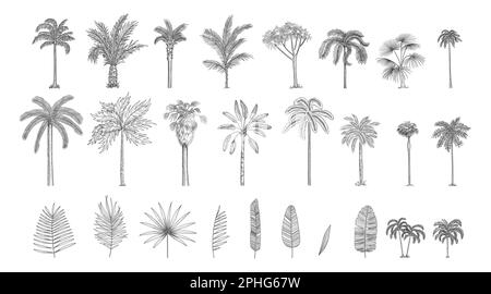 Setzer aus realistischen schwarzen Silhouetten isolierte tropische Palmen, Zweig und separate Bananenblätter, Talipot auf weißem Hintergrund Stock Vektor