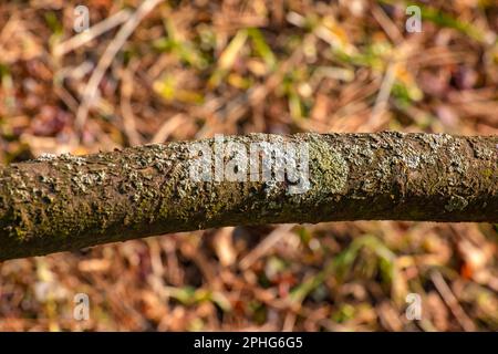 Stamm des Stachelhorns Sumac im Frühling im Garten. Die Konsistenz der Rinde des Sumacus. Stockfoto