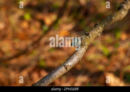 Stamm des Stachelhorns Sumac im Frühling im Garten. Die Konsistenz der Rinde des Sumacus. Stockfoto