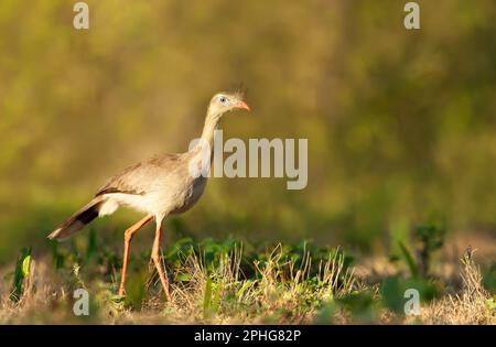 Nahaufnahme eines rotbeinigen Serimas, das in einem Grasfeld steht, Pantanal Brasilien. Stockfoto