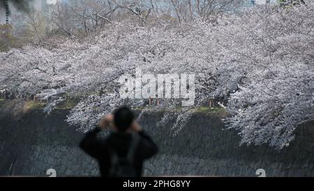 Osaka, Japan. 28. März 2023. Am Dienstag, den 28. März 2023, sehen die Menschen Kirschblüten auf dem Schloss Osaka in Osaka, Japan. Foto: Keizo Mori/UPI Credit: UPI/Alamy Live News Stockfoto