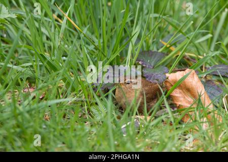 Wren troglodytes x2, rötlich braun über der Puffunterseite fein gezacktes Gefieder feiner Schirm, geschliffener Schwanz in grüner Vegetation Jagdinsekten Frühlingssaison großbritannien Stockfoto