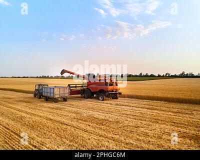 Antenne des überladenen Korns vom Mähdrescher zum Kornkastenanhänger auf dem Feld des Traktors. Erntemaschinenlautsprecher, der geernteten Weizen in einen Kastenaufbau gießt Stockfoto