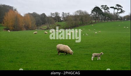 Schafe mit kleinen Lämmern auf grünen Feldern mit Winterbäumen, Vale of Glamorgan, Wales, Vereinigtes Königreich Stockfoto