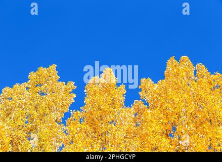 Gelbes Laub auf den Herbstbäumen vor einem blauen Himmel als Hintergrund Stockfoto