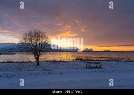 Abendrot mit Brücke, Rastplatz und Baum; Panorama, Verschneite Berge in Senja, Norwegen. roten Wolken spiegeln sich in Wasser des Fjords bei Skaland Stockfoto