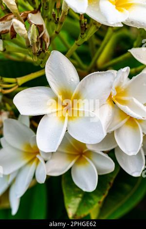 Nahaufnahme einer weißen Plumeria-Alba-Blume in einer üppigen Gartenumgebung Stockfoto