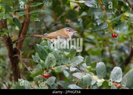 Rothäugiger Vireo, Vireo olivaceus, hoch oben im Geißblatt-Busch Stockfoto