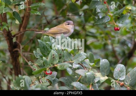 Rothäugiger Vireo, Vireo olivaceus, hoch oben im Geißblatt-Busch Stockfoto