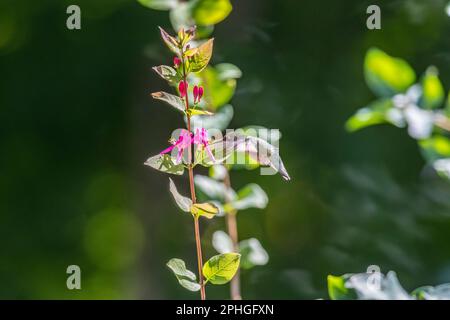 Weiblicher Rubinkehlchen, Kolibri, Archilochus colubris, bei Vogelfütterung und Honigsauger-Busch. Stockfoto