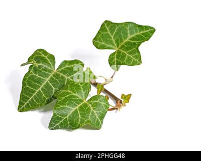 Ivy, Hedera, isoliert vor weißem Hintergrund Stockfoto