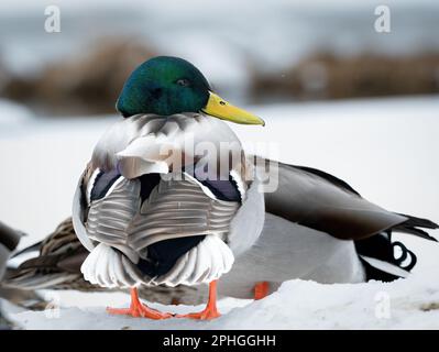 Männliche Stockente (Anas platyrhynchos), die auf Schnee vor anderen Stockenten steht, Details von Rücken und Flügelfedern Stockfoto