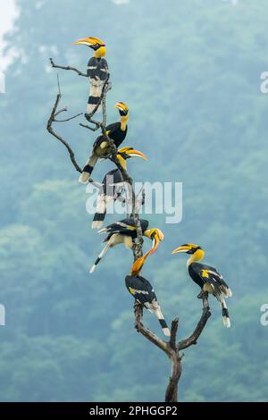 Hornbill-Familie Stockfoto