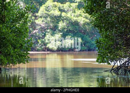 Mangrovenwälder, Ria Celestun Biosphärenreservat, Yucatan, Mexiko. Stockfoto
