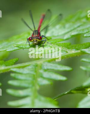 Blick auf Eine männliche große rote Damselfliege, Pyrrhosoma Nymphula, die auf einem Bracken Fern ruht, New Forest England, Großbritannien Stockfoto