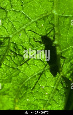 Silhouette eines schwarz-gelben oder gefleckten Longhornkäfers, Rutpela maculata, durch Ein Blatt, New Forest England, Großbritannien Stockfoto