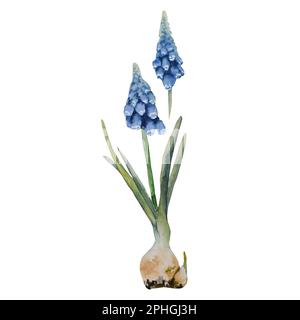 Muscari, Frühlingsblumen, Blüten, Rot. Handgezeichnete Aquarellzeichnung, isoliert auf weißem Hintergrund handgemalte botanische Abbildung für Karten Stockfoto