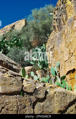 Felsbrocken und Stachelbirnen-Kakteen auf den Felsen des „Ripararo Del Cassataro“ ein prähistorischer Beweis aus der Jungsteinzeit von Ostsizii Stockfoto