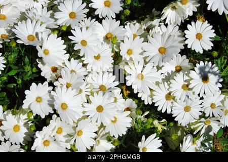 Weiße Frühlingsblumen in Ostsizilien, Italien Stockfoto