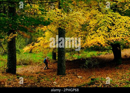 Ein Mann namens Hayedo Escondido del Monte Abantos, ein versteckter Buchenwald des Mount Abantos. San Lorenzo de El Escorial, Madrid. Stockfoto