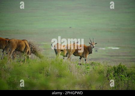 Riesen-Eland-Antelope in Ngorongoro Tansania Stockfoto