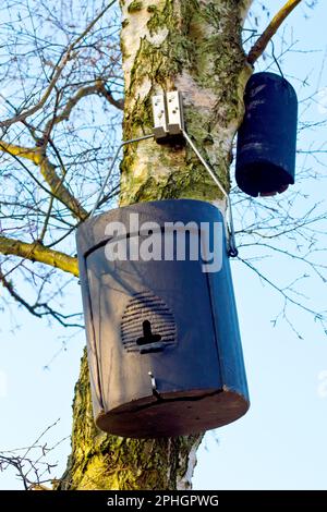 Nahaufnahme von zwei Fledermauskästen, die von einer silbernen Birke in einer Waldlandschaft hängen. Stockfoto