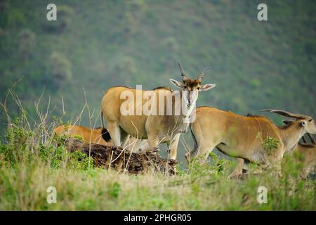 Riesen-Eland-Antelope in Ngorongoro Tansania Stockfoto