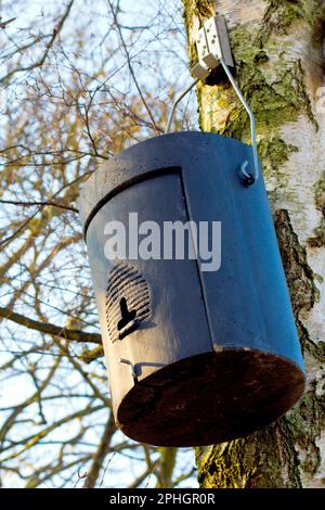 Nahaufnahme einer Fledermausbox, die von einer silbernen Birke in einer Waldlandschaft hängt. Stockfoto