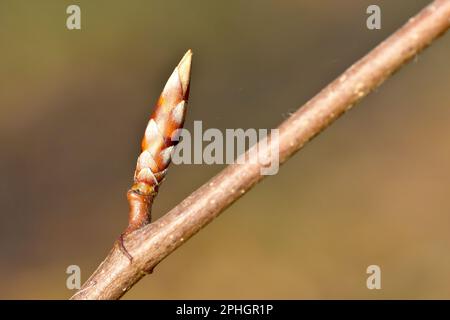 Buche (fagus sylvatica), Nahaufnahme einer einzelnen Blattknospe des Baumes, die im Frühlingssonnenschein geschossen wurde. Stockfoto