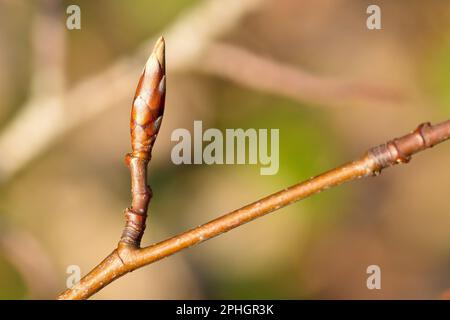 Buche (fagus sylvatica), Nahaufnahme einer einzelnen Blattknospe des Baumes, die im Frühlingssonnenschein geschossen wurde. Stockfoto