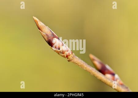 Buche (fagus sylvatica), Nahaufnahme einer einzelnen Blattknospe des Baumes, die im Frühlingssonnenschein geschossen wurde. Stockfoto