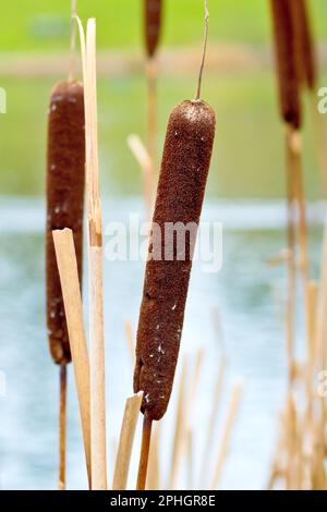 Bullauge oder Reedmace (Typha latifolia), Nahaufnahme des Samenkopfs der Vorjahre. Stockfoto
