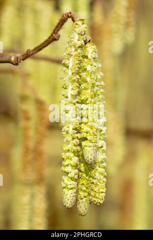 Haselnuss oder Kobnuss (corylus avellana), Nahaufnahme der männlichen Blumen oder Katzen, die im Frühlingssonnenschein vom Ast eines Baumes hängen. Stockfoto