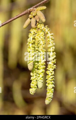 Haselnuss oder Kobnuss (corylus avellana), Nahaufnahme der männlichen Blumen oder Katzen, die im Frühlingssonnenschein vom Ast eines Baumes hängen. Stockfoto