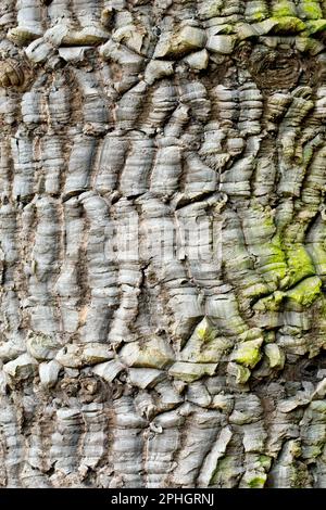 Affenpuzzle oder Chilenische Kiefer (araucaria araucana), Nahaufnahme der rauen und schuppenartigen Textur der eingeführten, aber gemeinen Baumrinde. Stockfoto