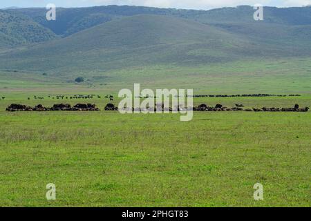 Büffel heult am Ngorongoro-Krater Tansania Stockfoto