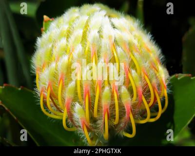 Protea – Nahaufnahme Stockfoto