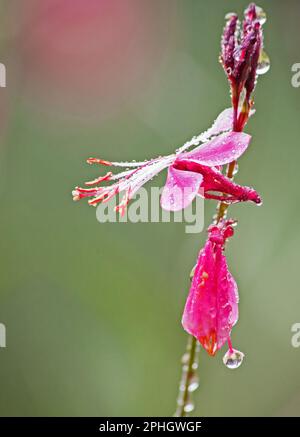 Pink Lindheimer’s Beeblossom (Gaura lindheimeri) 14033 Stockfoto