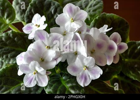 Zarte, wunderschöne afrikanische Violettblüten. Stockfoto