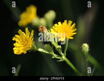 In der Natur wachsen unter den Pflanzen Gelbfelddistel (Sonchus arvensis). Stockfoto