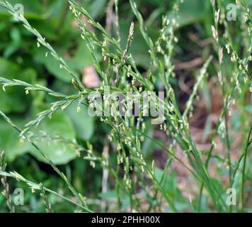 In freier Wildbahn wächst auf der Wiese Weidelgras (Lolium). Stockfoto