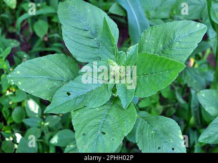 In der Natur wächst auf dem Feld, wie ein Unkraut, gewöhnliches amaranthus Stockfoto