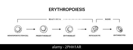 Entwicklung der roten Blutkörperchen. Erythropoese. Wissenschaftlich-mikrobiologische Vektordarstellung im Skizzenstil Stock Vektor