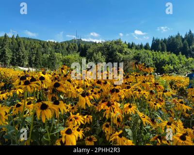 Eine ruhige ländliche Szene mit gelben Rudbeckia-Blumen Stockfoto