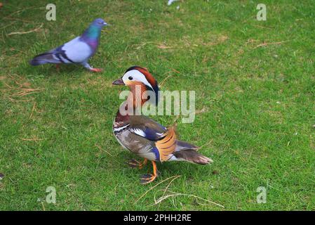 Die männliche Mandarinente sitzt auf dem grünen Gras. Aix galericulata. Vogel, Tier in freier Wildbahn, Nahaufnahme. Stockfoto